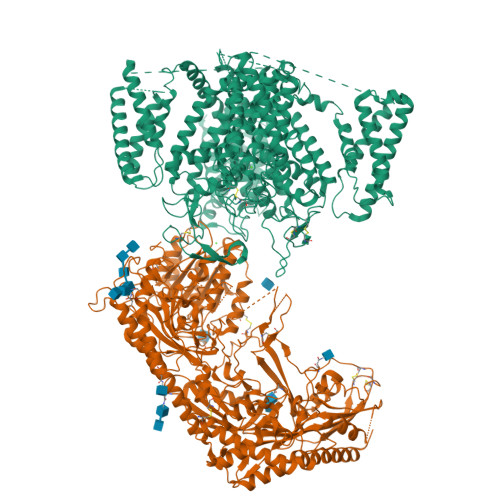 R-type Cav2.3 CH2II-deleted