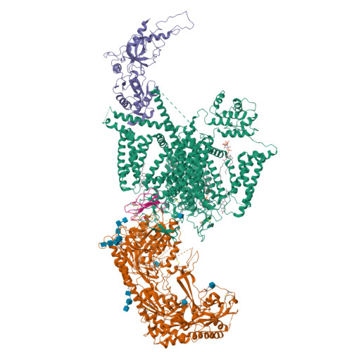 L-type hCav1.2_calciseptine_amlodipine_pinaverium