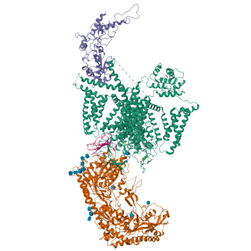 L-type hCav1.2_calciseptine