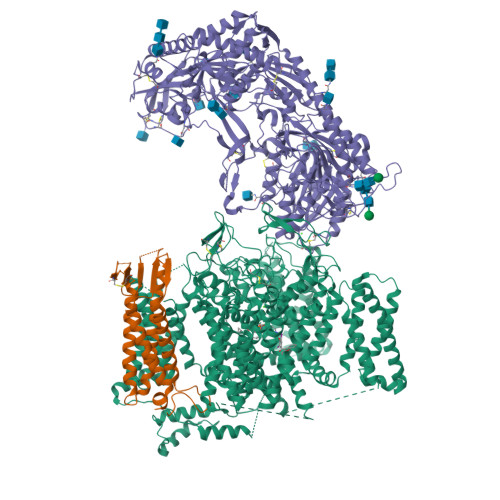 Rabbit L-type Cav1.1_Amiodarone