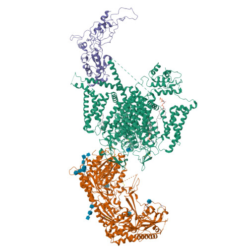 L-type hCav1.2(ClassI)_pinaverium
