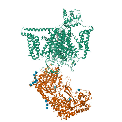 L-type hCav1.2(ClassII)_pinaverium