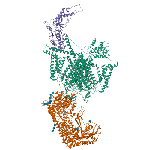 L-type hCav1.2_amiodarone_sofosbuvir