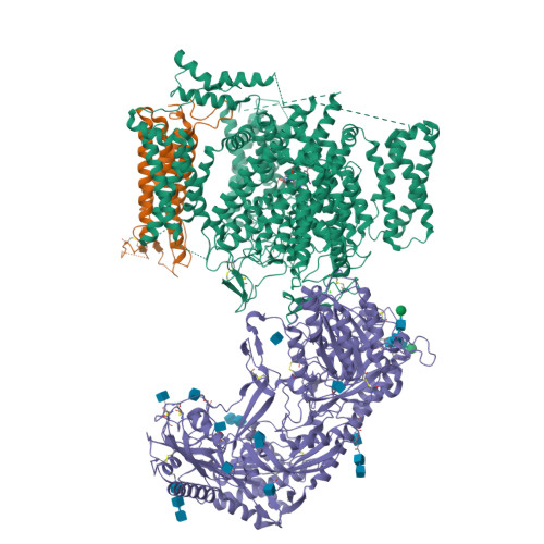 Rabbit L-type Cav1.1_Amiodarone_1mM_MNI-1