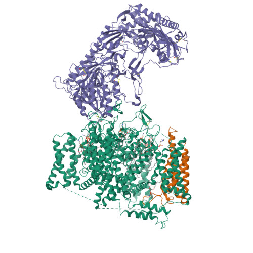 Rabbit Cav1.1_1mM (S)-(-)-Bay K8644