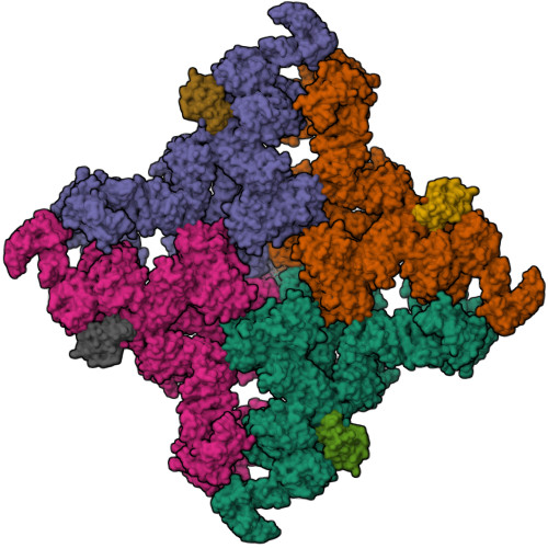 RyR1 (closed state)_C4 conformer