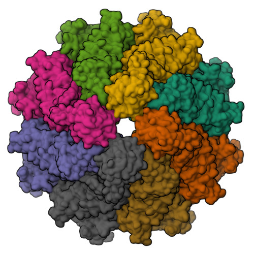 CED-4_CED-3 Apoptosome