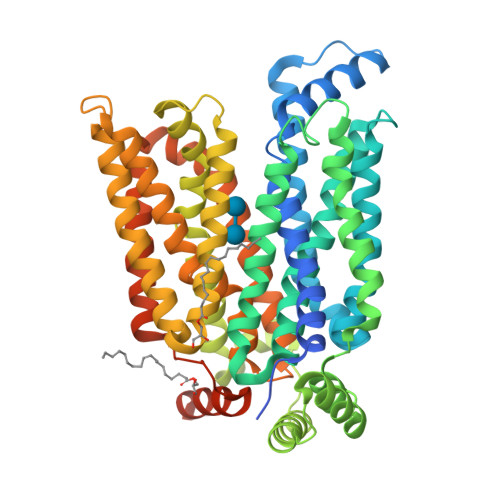 GLUT3 (ourward_open)_maltose