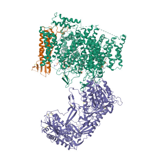 Rabbit Cav1.1_100mM (S)-(-)-Bay K8644