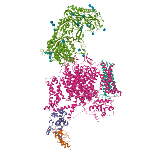 Rabbit Cav1.1-Bay K8644