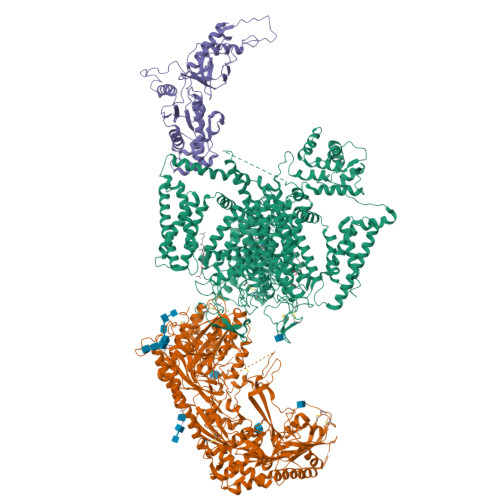 L-type hCav1.3_cinnarizine