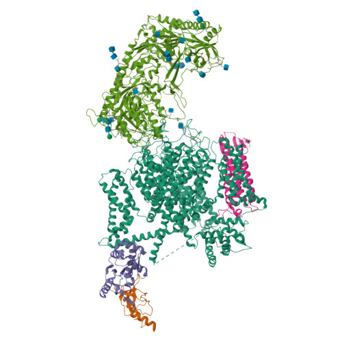 Mammalian Cav1.1(classII)