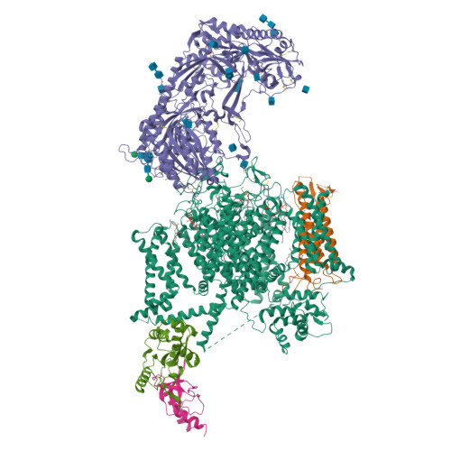 Rabbit Cav1.1-Nifedipine