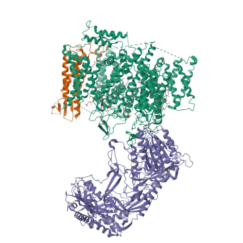 Rabbit Cav1.1_10mM (S)-(-)-Bay K8644