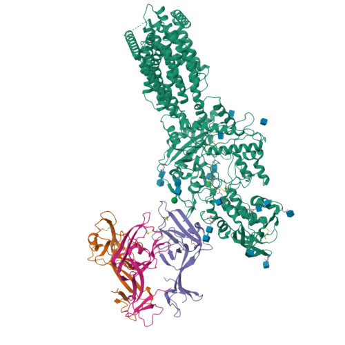 hNPC1_cleaved glycoprotein of Ebola virus