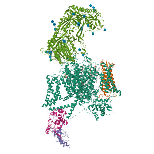 Rabbit Cav1.1-Verapamil