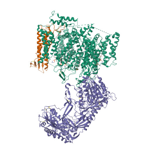 Rabbit Cav1.1_100mM (R)-(+)-Bay K8644